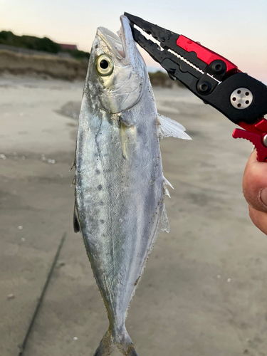 イケカツオの釣果