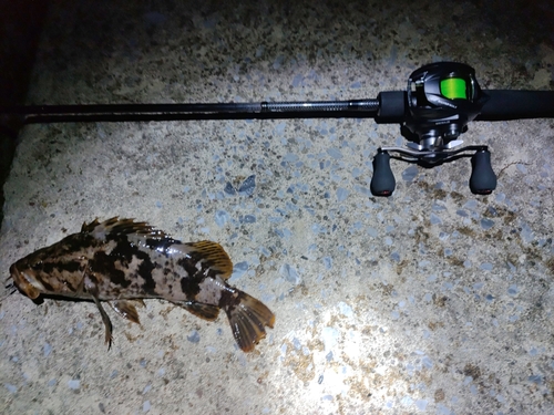 タケノコメバルの釣果