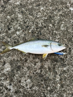 イナダの釣果