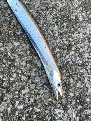 タチウオの釣果