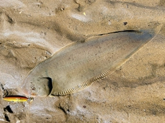 シタビラメの釣果