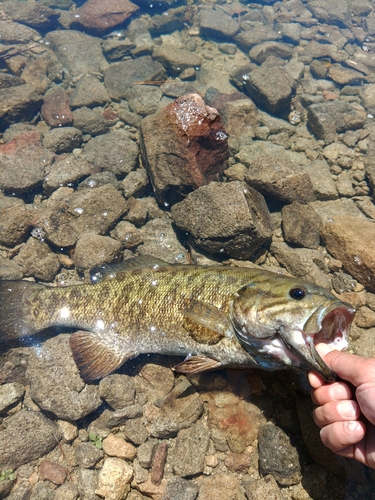 スモールマウスバスの釣果