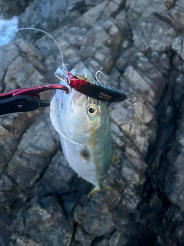 イナダの釣果