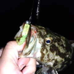 タケノコメバルの釣果