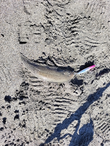 シタビラメの釣果