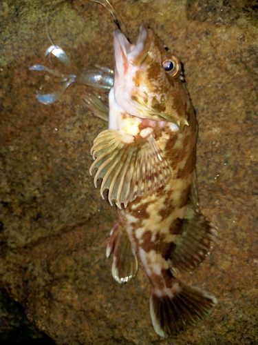 ガシラの釣果