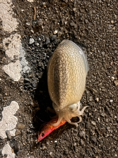 シリヤケイカの釣果