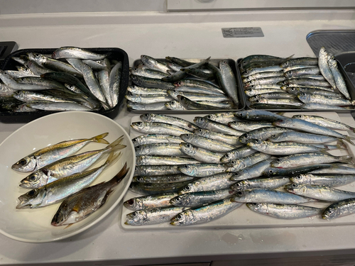 イワシの釣果