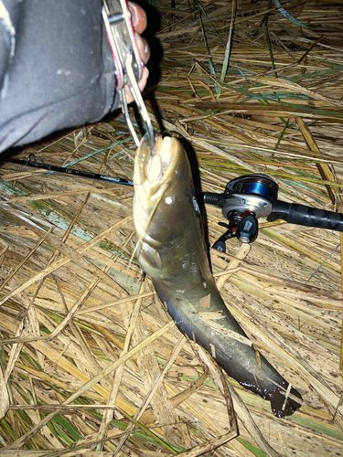 ナマズの釣果