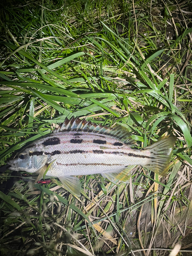 シマイサキの釣果