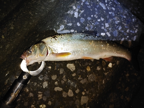 ワタカの釣果