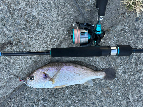 シログチの釣果