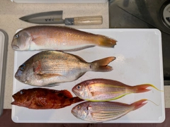 シロアマダイの釣果