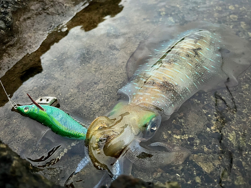 アオリイカの釣果