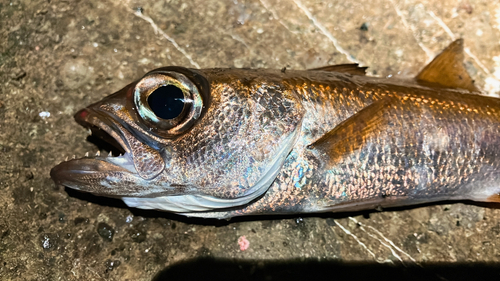 クロムツの釣果