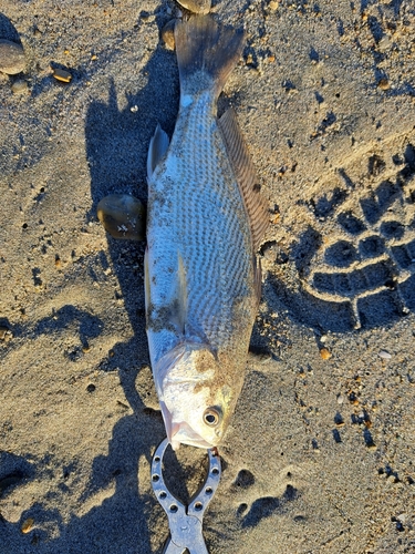 ニベの釣果