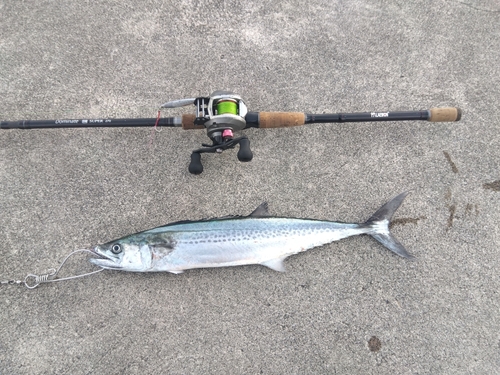 サゴシの釣果