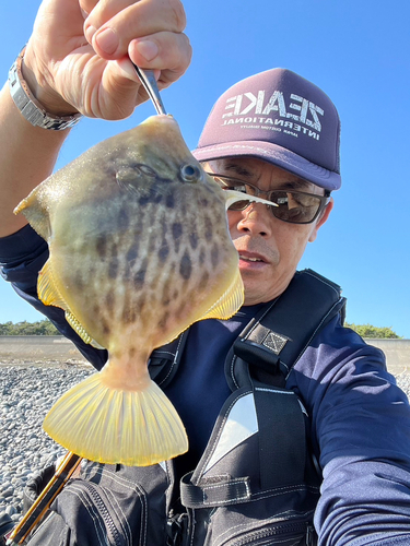 カワハギの釣果