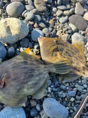 カワハギの釣果