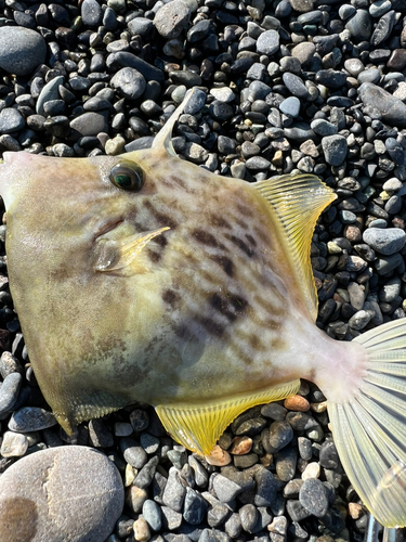 カワハギの釣果