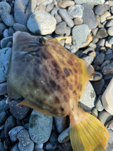 カワハギの釣果