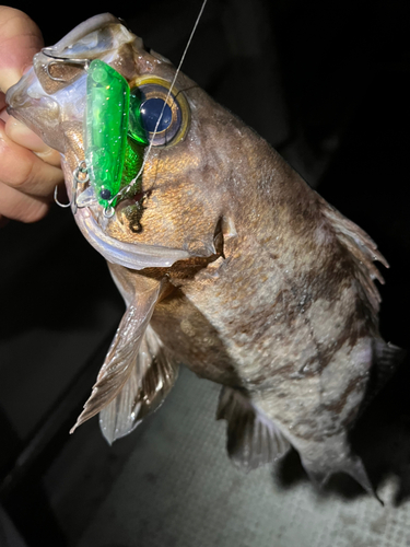 メバルの釣果