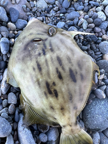 カワハギの釣果