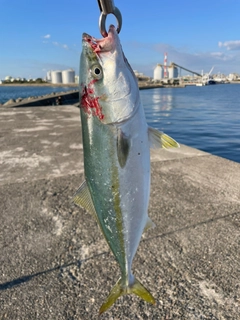 ハマチの釣果