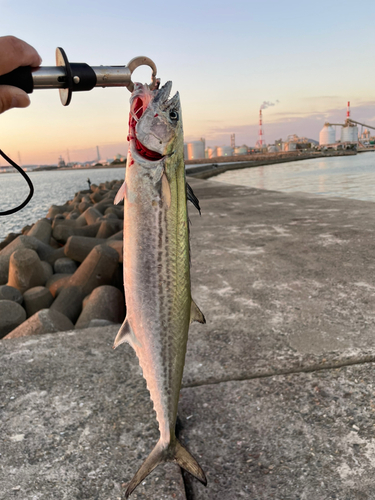 サゴシの釣果