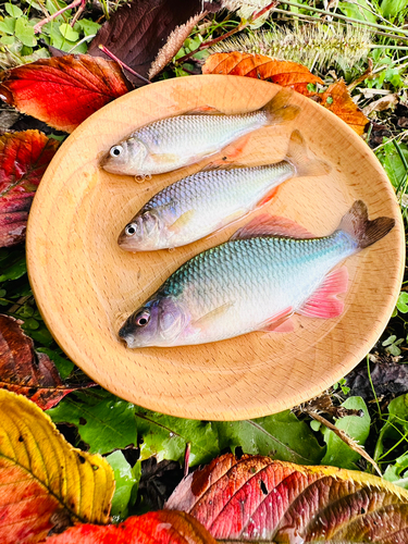 カネヒラの釣果