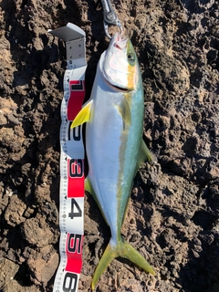 ヒラマサの釣果