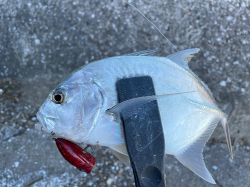 メッキの釣果