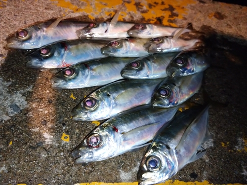 アジの釣果