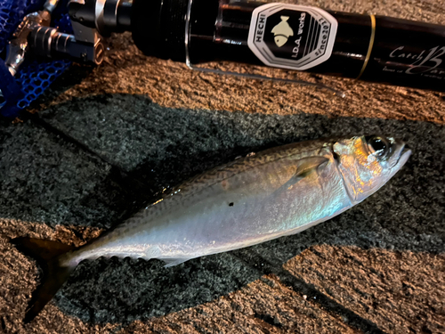 マサバの釣果