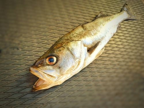 スズキの釣果