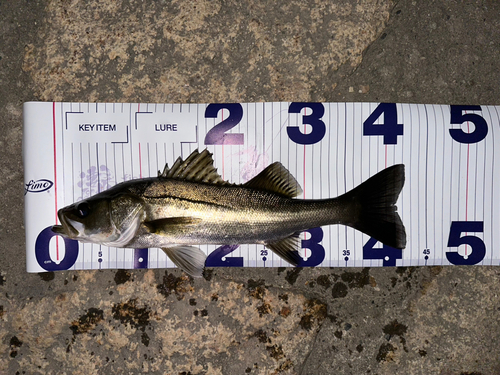 シーバスの釣果