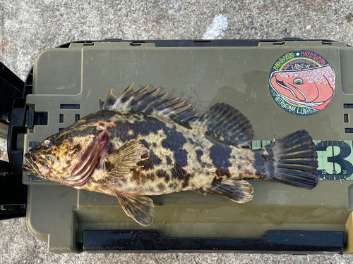 ベッコウゾイの釣果