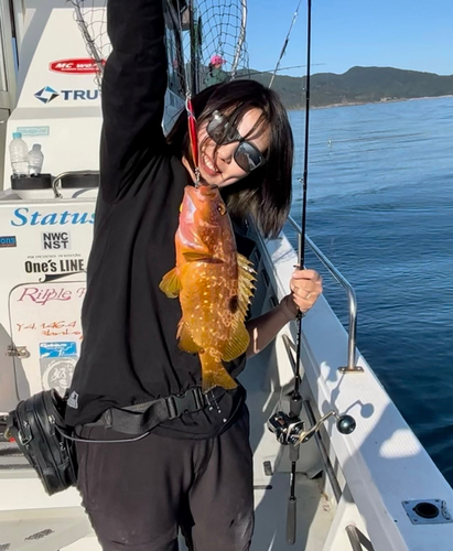 アコウの釣果