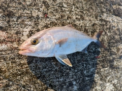 ショゴの釣果