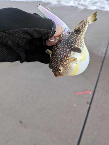 ショウサイフグの釣果