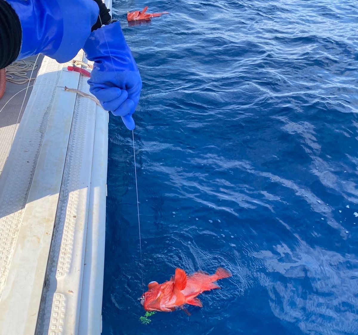 義勇さんの釣果 3枚目の画像