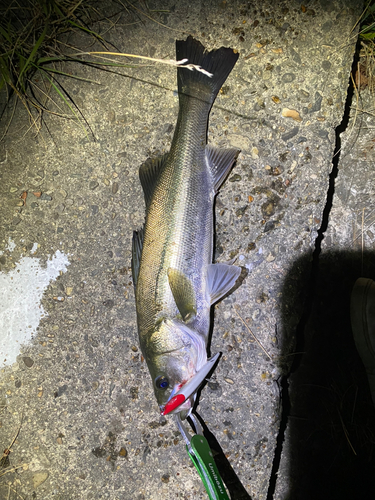 シーバスの釣果