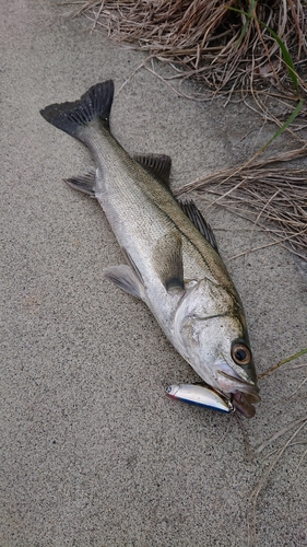 フッコ（マルスズキ）の釣果