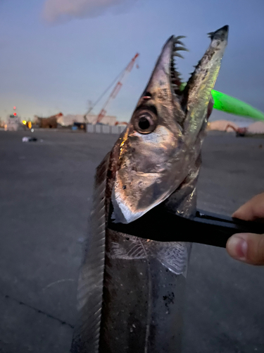 タチウオの釣果