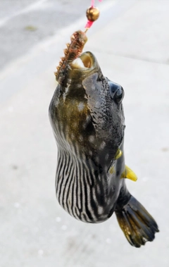 サザナミフグの釣果