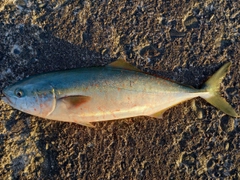 ハマチの釣果