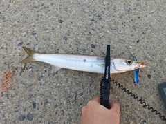 カマスの釣果