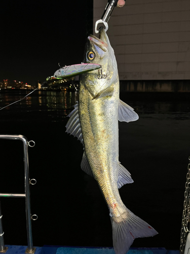 スズキの釣果