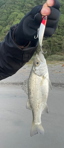 セイゴ（ヒラスズキ）の釣果