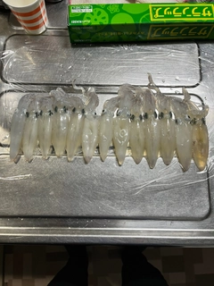 マメイカの釣果